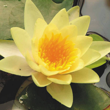 Nymphaea yellow sensation