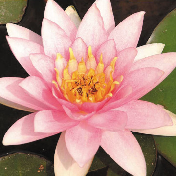 Nymphaea marliacea Carnea