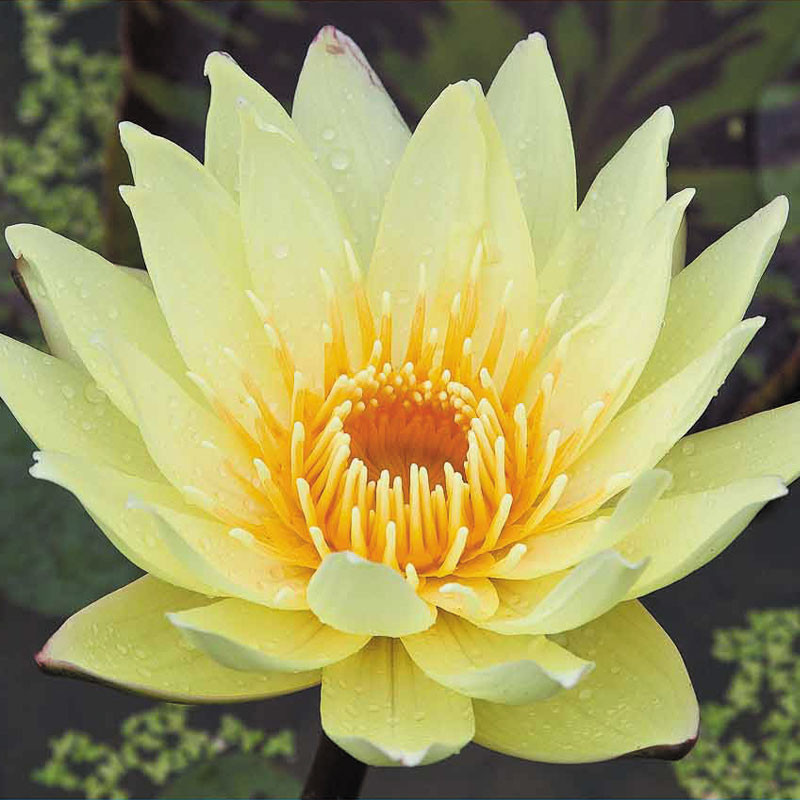 Nymphaea Yellow Supan