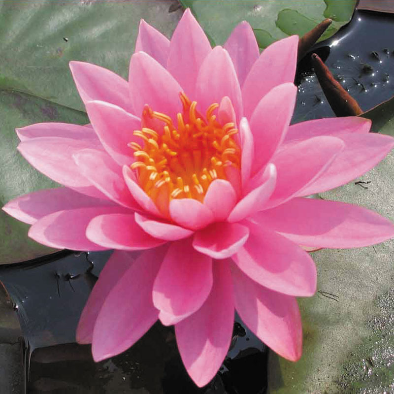 Nymphaea Perry's Magnificent pot 3 litres 21,00 €