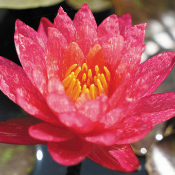 Nymphaea 'Wanvisa 15,00 €