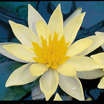 Nymphaea 'Sulphurea'