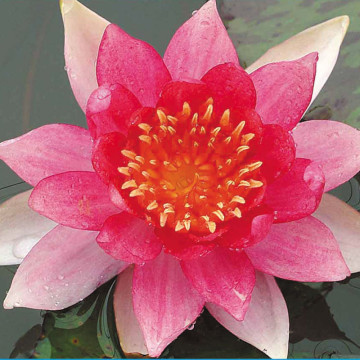 Nymphaea 'Laydekeri Lilacea' 14,95 €