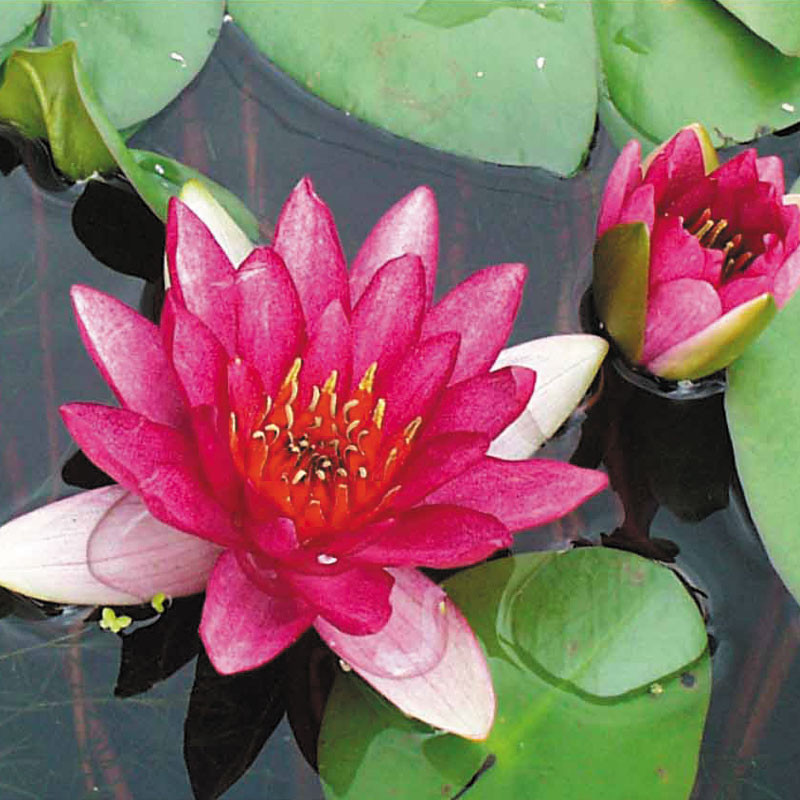 Nymphaea Ellisiana 