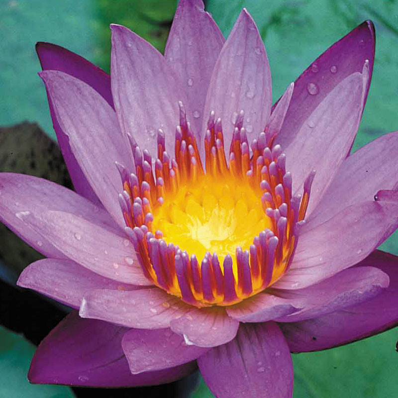 Nymphaea 'King of the Blues'