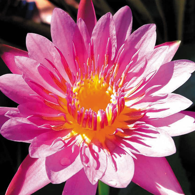 Nymphaea Praow Pink  17,50 €