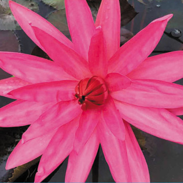 Nymphaea Thai Red (nachtbloei) 17,50 €