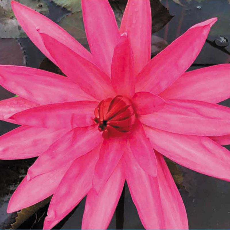 Nymphaea Thai Red (nachtbloei)