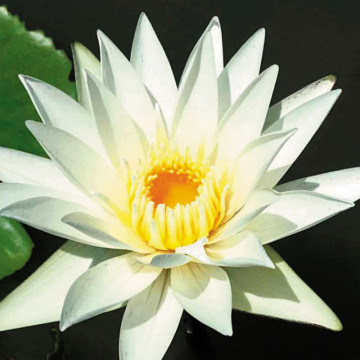 Nymphaea white monkol