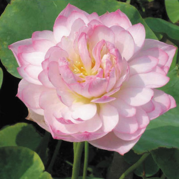 Nelumbo pink