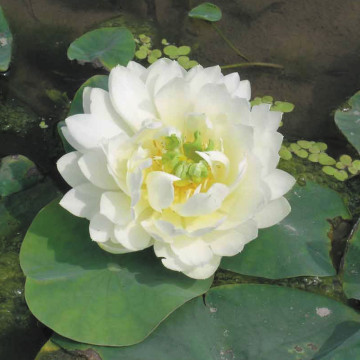 Nelumbo white