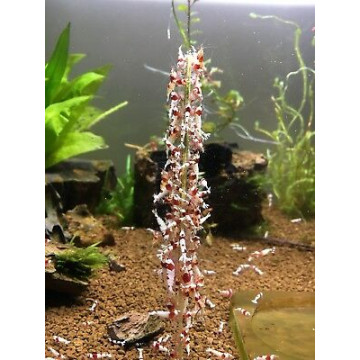 Shrimp Lolly Algae Vegetable 10 bâtonnets