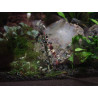 Shrimp Lolly Algae Vegetable 10 bâtonnets  8,10 €