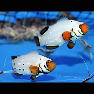 Amphiprion Ocellaris "Frostbite" 2-3 cm