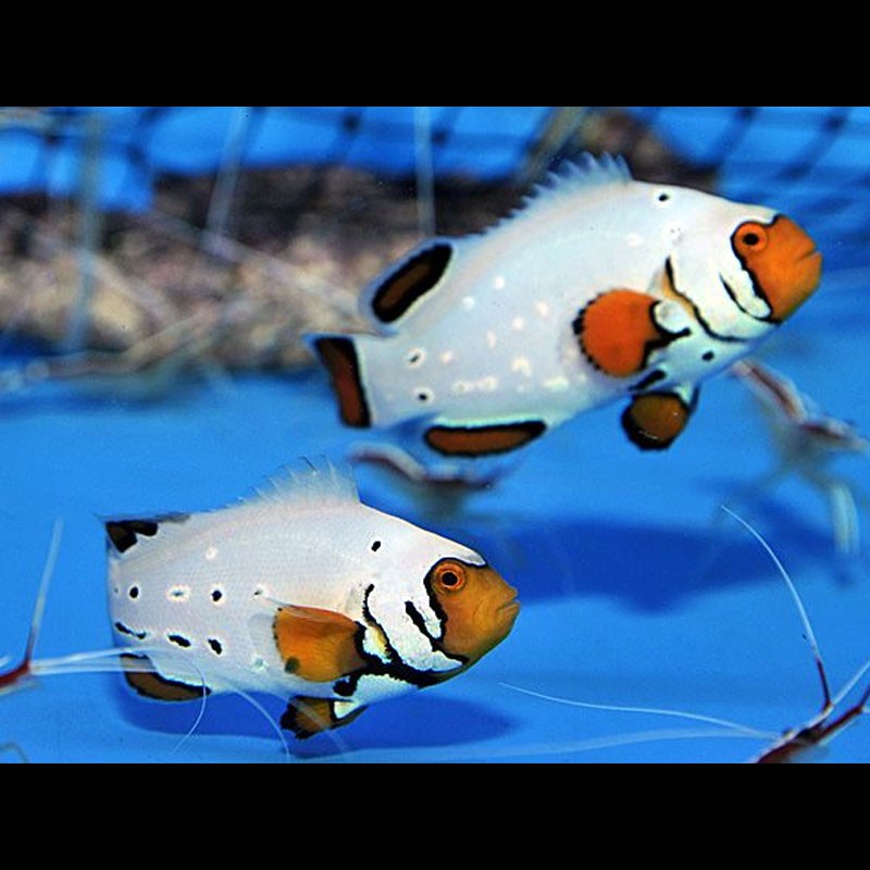 Amphiprion Ocellaris "Frostbite" 2-3 cm