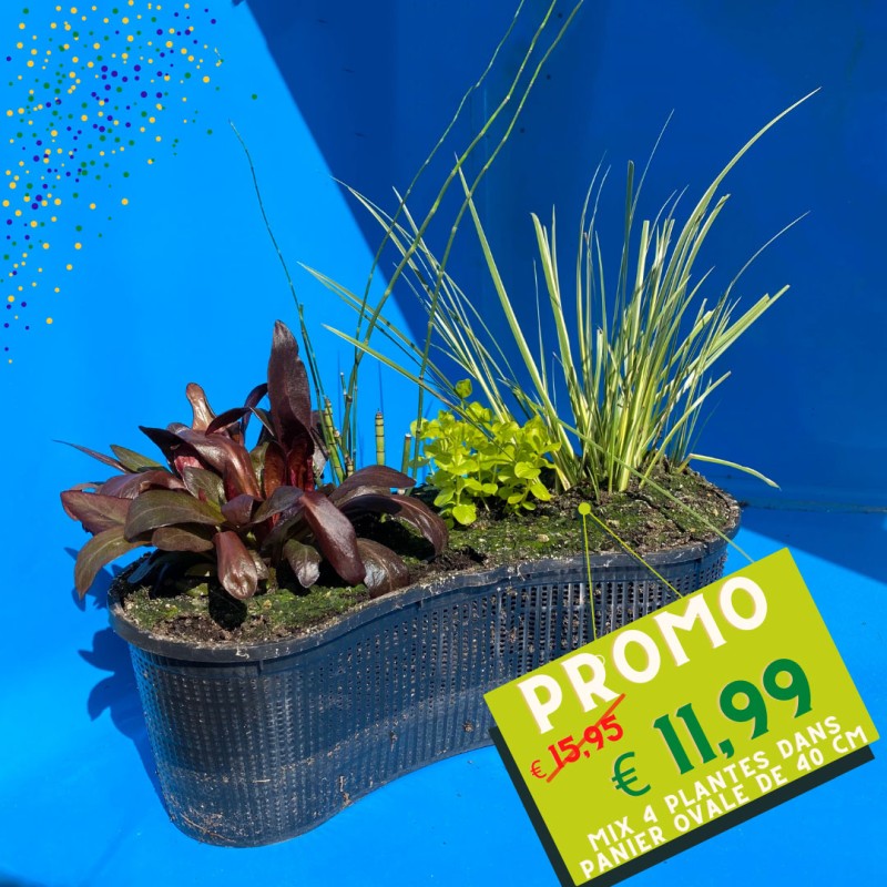 Plantes de bassin Mix 4 plantes dans un panier de 40cm 15,95 €