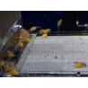 BL-3 - Breedingbox - Perfect for breeding fish and shrimp