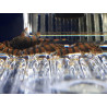 BL-2 - Breedingbox - Perfect for breeding fish and shrimp