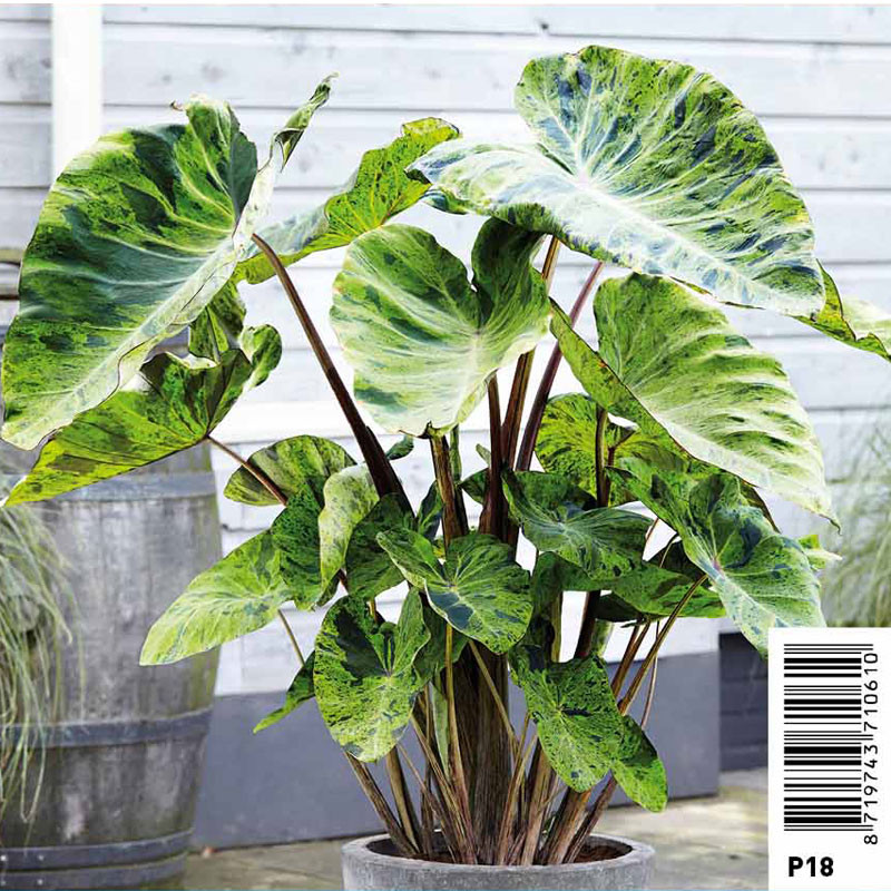 Colocasia rubra ' Black Magic' - Chou-chine