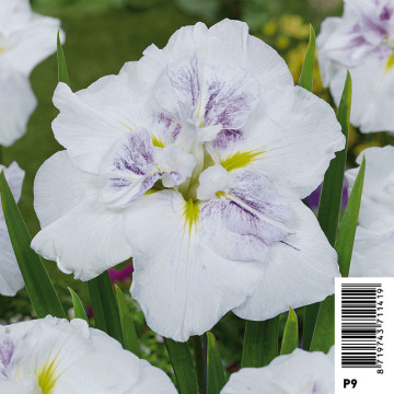 Iris ensata Dinner Plate Cupcake