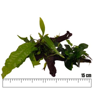 Racines garnies avec plantes Microsorium-Anubias et Mousse de Java 15cm environ.