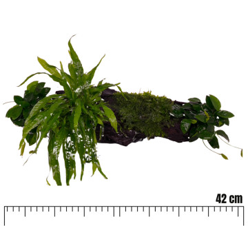 Racines garnies avec plantes Microsorium-Anubias et Mousse de Java 40cm environ.