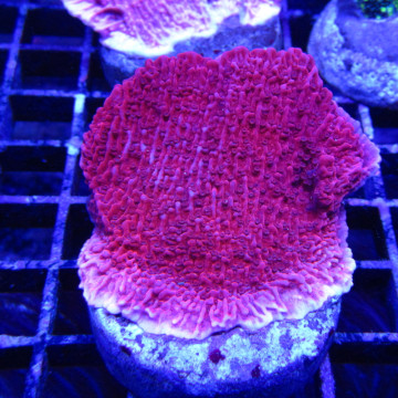 Bouture Montipora foliosa red 24,00 € Poissondor