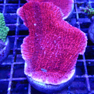 Bouture Montipora Foliosa red 24,00 €