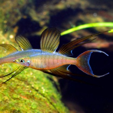 Iriatherina Werneri - poisson arc-en-ciel lot de 3