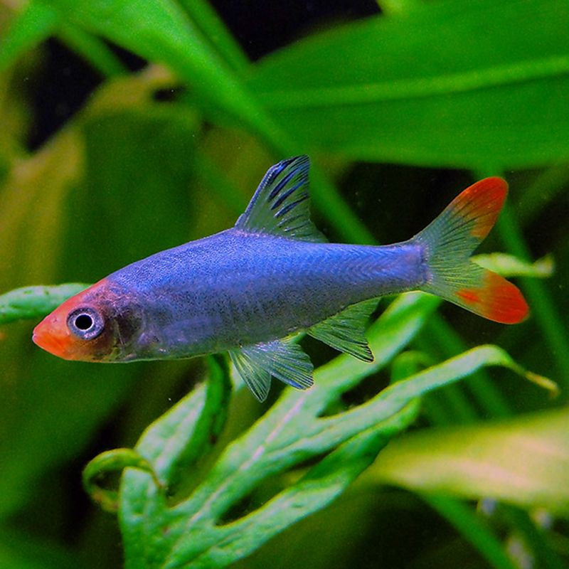 Sawbwa Resplendens 2-3 cm