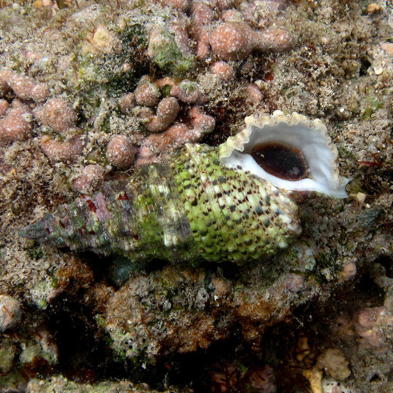 Cerithium echinatum 2-3 cm (lot de 3)