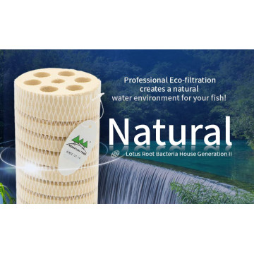 Mountain Tree Bacterial House Lotus Root 2 (XL) 80mm x 250mm carton...