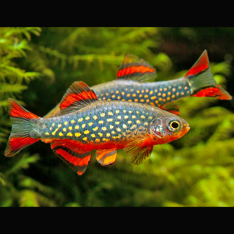 Danio margaritatus (rasbora galaxy) lot de 5 + 1 offerts