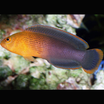 Pseudochromis steenei