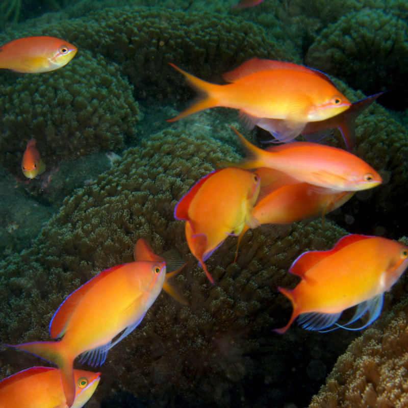 Pseudanthias dispar* : 5-7 cm  