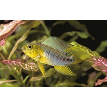 Apistogramma Borelli le couple 14,50 €