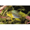 Apistogramma Borelli le couple 14,50 €