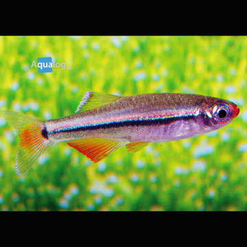 Tanichtys Micagemmae 3,50 €