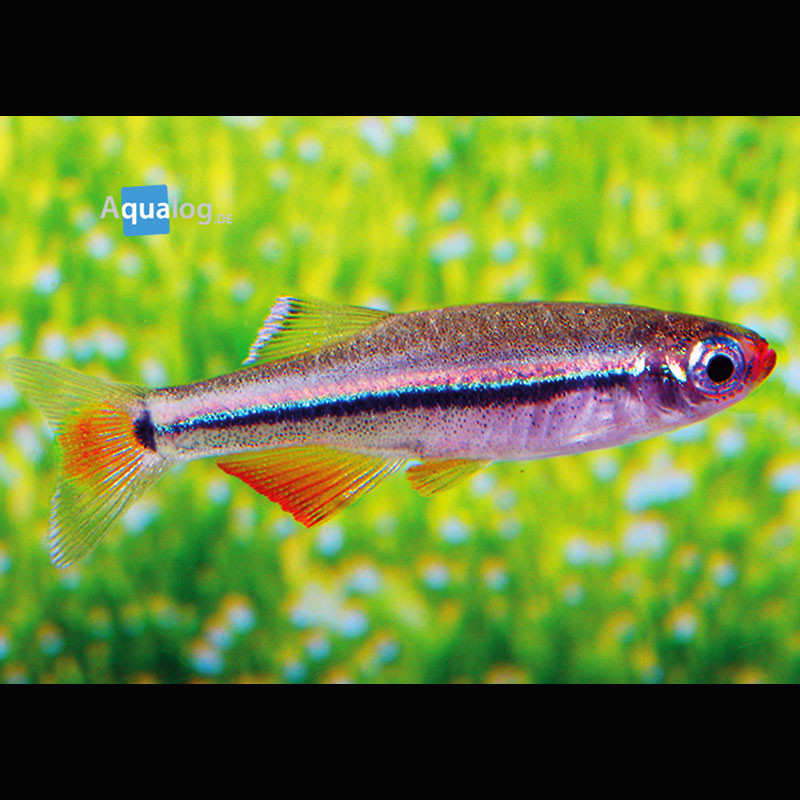 Tanichtys Micagemmae lot de 5