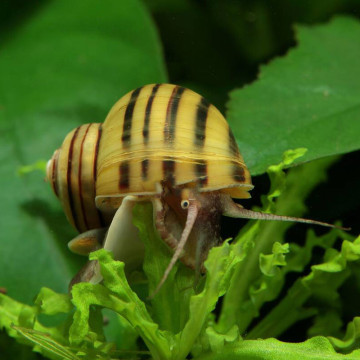 Escargot d’eau douce d’Amérique du Sud - Asolene Spixi