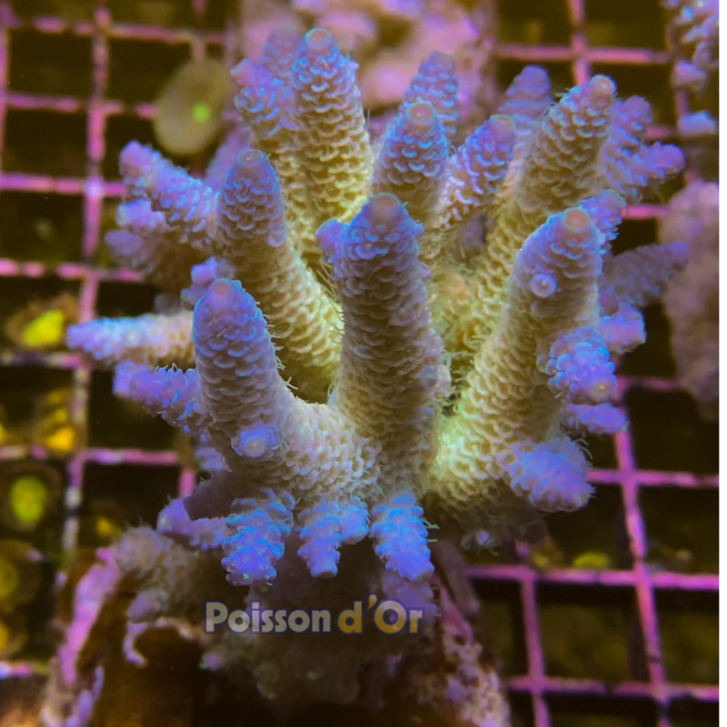 Acropora Millepora Bleu  97,50 €