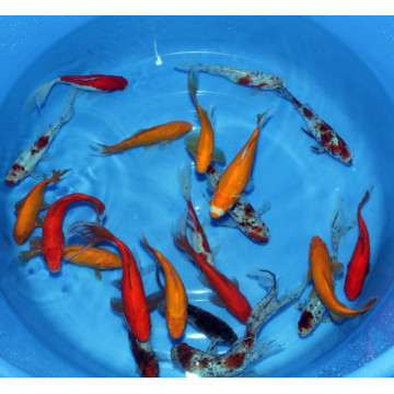 Goldfish Mix 5-8 cm lot de 3 6,50 €