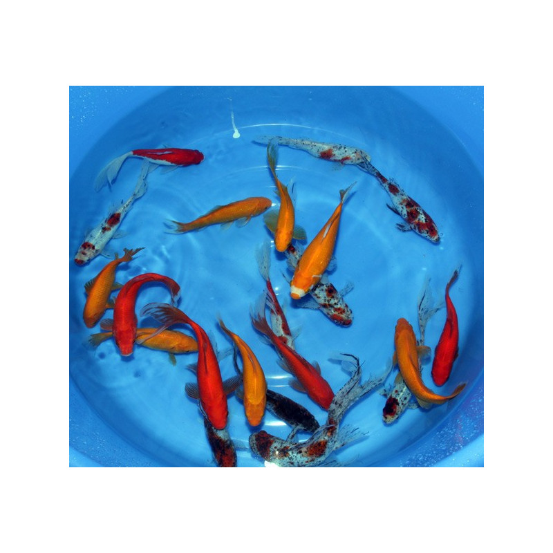 Goldfish Mix 5-8 cm lot de 3