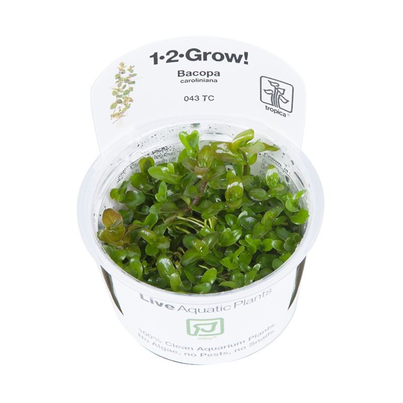 Tropica 1-2-Grow! Bacopa caroliniana 