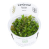 Tropica 1-2-Grow! Bacopa caroliniana  6,95 €