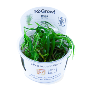 Tropica 1-2-Grow! Blyxa japonica