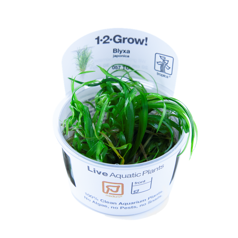 Tropica 1-2-Grow! Blyxa japonica