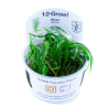 Tropica 1-2-Grow! Blyxa japonica 6,95 €