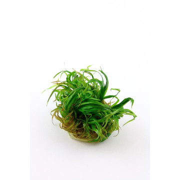 Tropica 1-2-Grow! Blyxa japonica