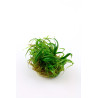 Tropica 1-2-Grow! Blyxa japonica